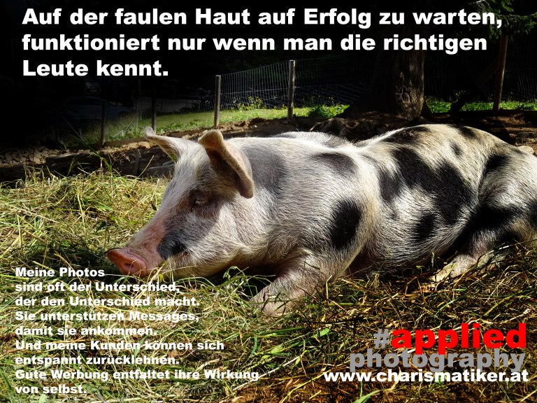 charismatiker__schwein__DSC08057